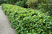 HEDGE OF VIBURNUM DAVIDII AGM