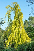 FAGUS SYLVATICA AUREA PENDULA