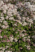 DEUTZIA X KALMIFLORA