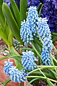 MUSCARI BLUE MAGIC