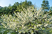 CERCIS SILIQUASTRUM F. ALBIDA