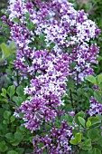 SYRINGA JOSEE