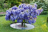 WISTERIA SINENSIS STANDARD AT FULLERS MILL