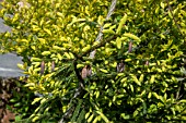 PICEA ORIENTALIS AUREA SPICATA