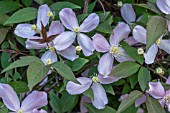 CLEMATIS MONTANA FRAGRANT SPRING