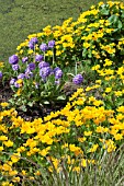 CALTHA PALUSTRIS AND PRIMULA DENTICULATA