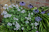 GERANIUM RENARDII