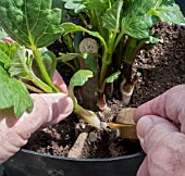 DAHLIA CUTTINGS