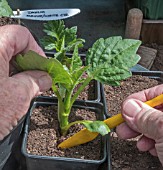 DAHLIA CUTTINGS