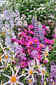 MIXED PERENNIAL BORDER