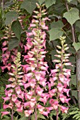 DIGITALIS ILLUMINATION PINK