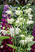 AQUILEGIA VULGARIS VAR. STELLATA WHITE BARLOW