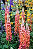 LUPINUS TOWERING INFERNO