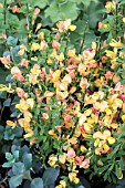 CYTISUS LENA