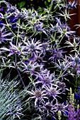 ERYNGIUM BLUE WAVES