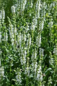 SALVIA NEMEROSA LYRICAL WHITE