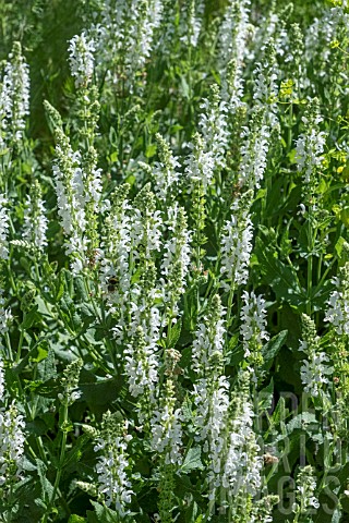 SALVIA_NEMEROSA_LYRICAL_WHITE