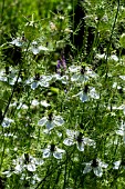 NIGELLA SATIVA BRIDAL VEIL