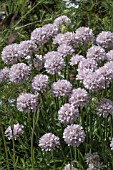 ARMERIA PSEUDOARMERIA BALLERINA LILAC