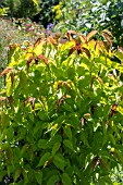 LEYCESTERIA FORMOSA GOLDEN LANTERNS