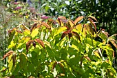 LEYCESTERIA FORMOSA GOLDEN LANTERNS