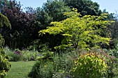 GLEDITSIA TRICANTHOS F. INERMIS SUNBURST