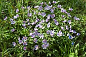 ANEMONE NEMEROSA ROBINSONIANA AGM