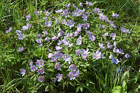 ANEMONE_NEMEROSA_ROBINSONIANA_AGM