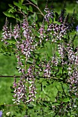 INDIGOFERA AMBLYANTHA