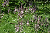 INDIGOFERA AMBLYANTHA