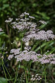 CHAEROPHYLLUM HIRSUTUM ROSEUM