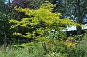 GLEDITSIA TRICANTHOS F. INERMIS SUNBURST