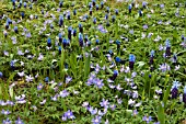 GROUND COVER WITH ANEMONE NEMEROSA ROBINSONIANA AND MUSCARI LATIFOLIA