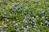 GROUND COVER WITH ANEMONE NEMEROSA ROBINSONIANA AND MUSCARI LATIFOLIA