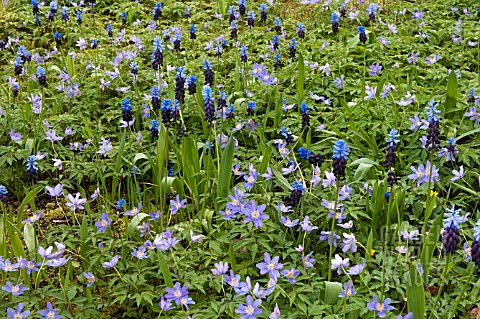 GROUND_COVER_WITH_ANEMONE_NEMEROSA_ROBINSONIANA_AND_MUSCARI_LATIFOLIA