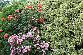 WALL SHRUBS