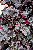 HEUCHERA BLACK PEARL