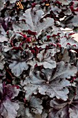 HEUCHERA BLACK PEARL