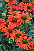 ECHINACEA BALSOMADOR