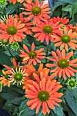 ECHINACEA BALSOMADOR