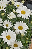 LEUCANTHEMUM MAXIMUM CHRISTINE BRONZE MEDAL