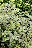 PITTOSPORUM SILVER BALL PBR