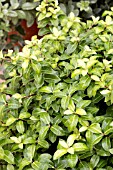 PITTOSPORUM GOLDEN BALL PBR