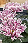 CHRYSANTHEMUM PURPLE HARLEM SHAKE