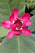 CALYCANTHUS RAULSTONII APHRODITE