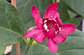 CALYCANTHUS X RAULSTONII APHRODITE