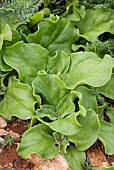 MESEMBRYANTHEMUM CHRYSTALINUM  EDIBLE SUCCULENT USED IN SALADS