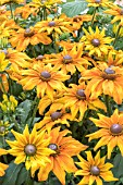 RUDBECKIA SUMMERINA BUTTERSCOTCH BISCUIT (ET RDB 410 PBR)