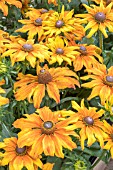 RUDBECKIA SUMMERINA BUTTERSCOTCH BISCUIT (ET RDB 410 PBR)