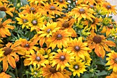 RUDBECKIA SUMMERINA BUTTERSCOTCH BISCUIT (ET RDB 410 PBR)